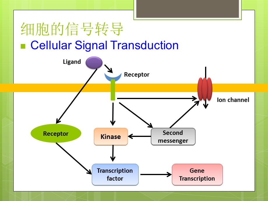 《细胞信号系统》PPT课件.ppt_第1页