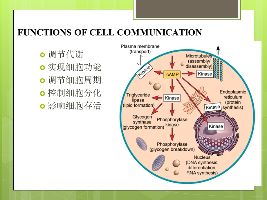 《细胞信号系统》PPT课件.ppt_第3页