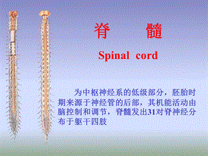 《脑神经系统脊髓》PPT课件.ppt