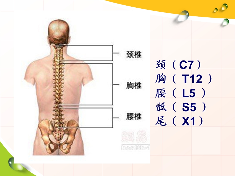 胸椎骨折的护理.ppt_第3页