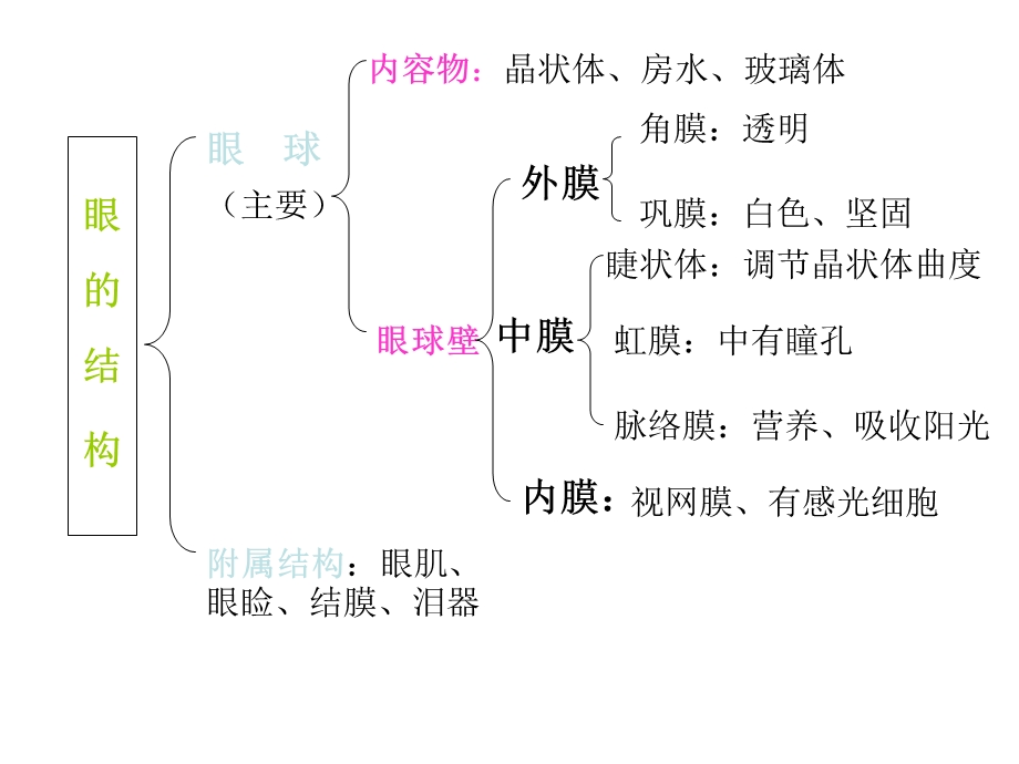 眼和视觉浙教版.ppt_第3页