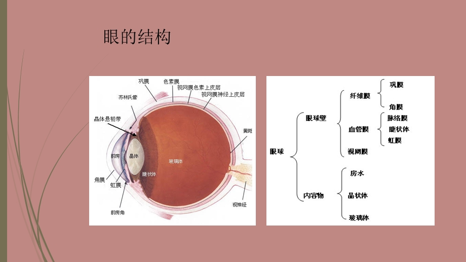 《翼状胬肉的护理》PPT课件.ppt_第2页