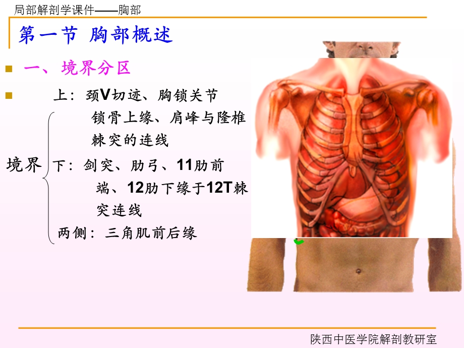 胸部制作陕西中医学院人体解剖学教研室ppt课件.ppt_第2页