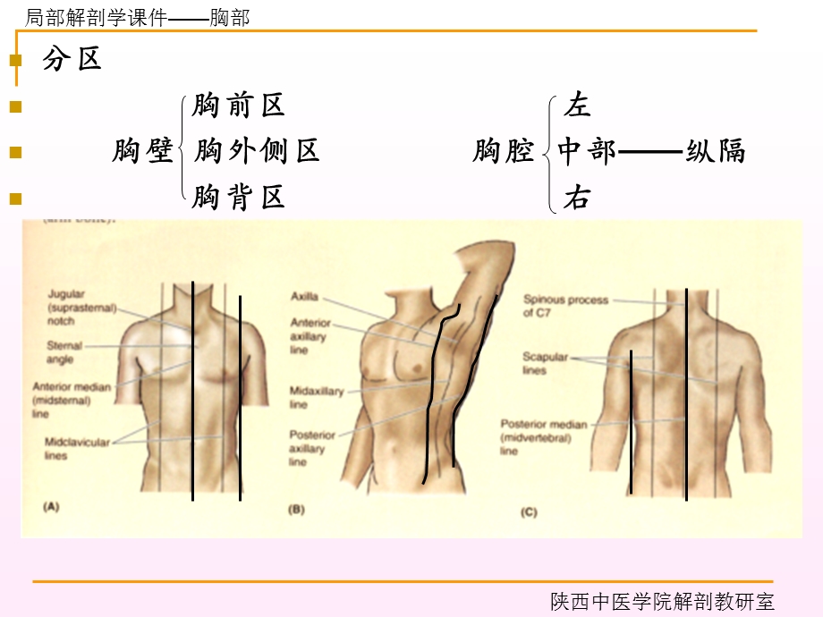 胸部制作陕西中医学院人体解剖学教研室ppt课件.ppt_第3页