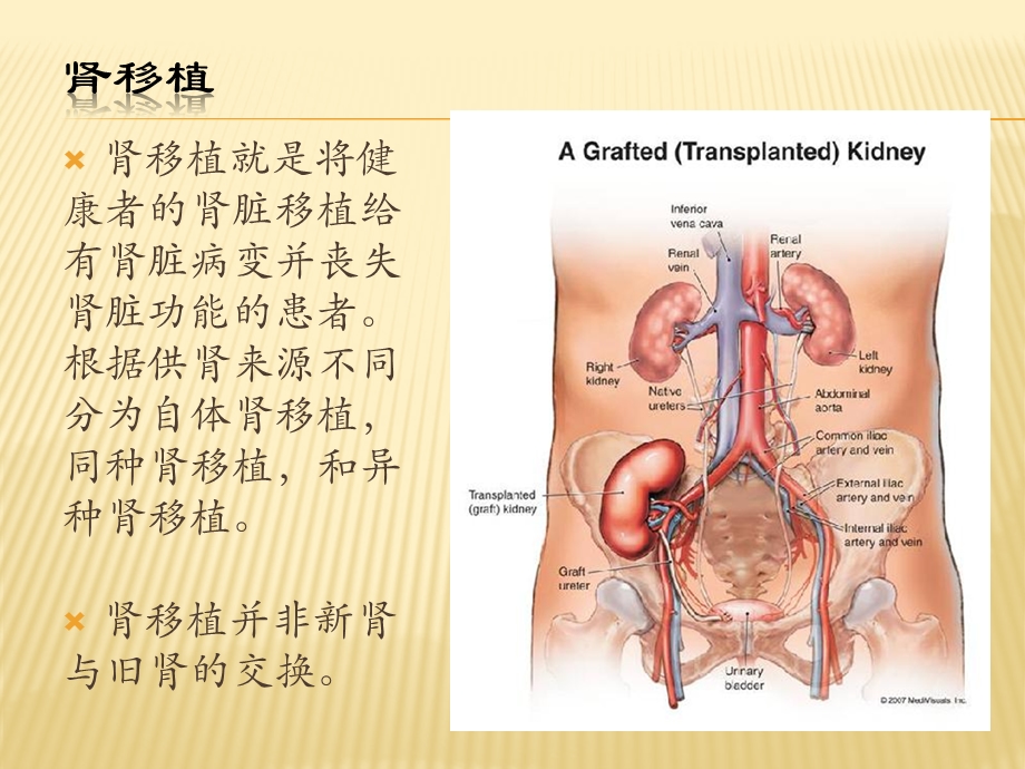 肾移植简介.ppt_第1页