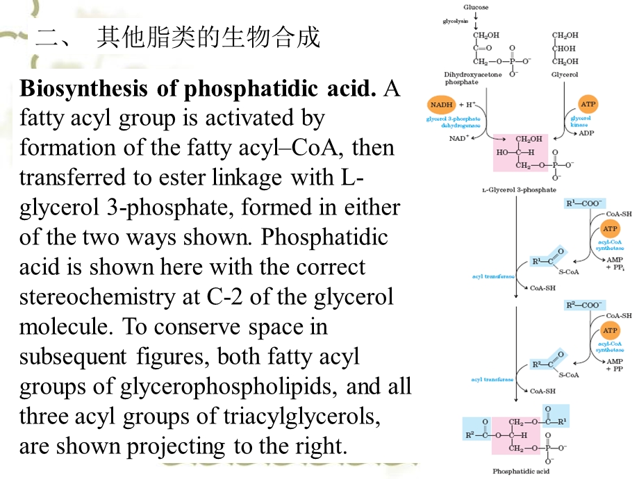 《脂肪酸的代谢》PPT课件.ppt_第1页