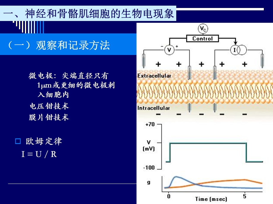 《生理学细胞》PPT课件.ppt_第3页