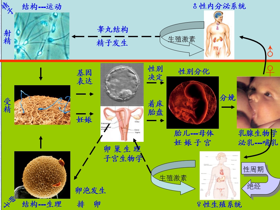 《生殖基本知识》PPT课件.ppt_第3页