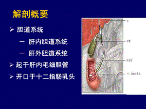 《胆道系统疾病》PPT课件.ppt