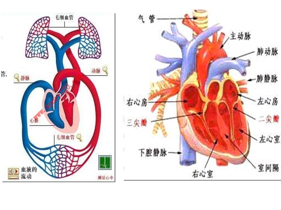 《肺源性心脏病》PPT课件.ppt_第3页