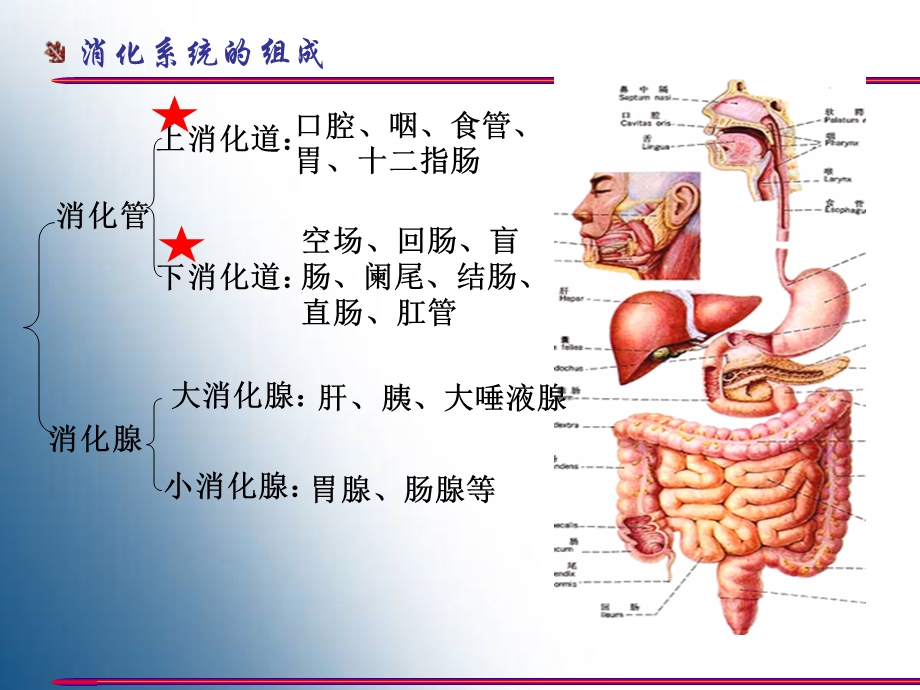 《胃的形态结构》PPT课件.ppt_第2页