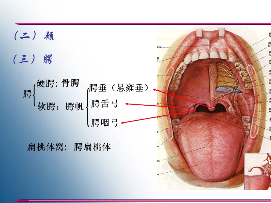 《胃的形态结构》PPT课件.ppt_第3页