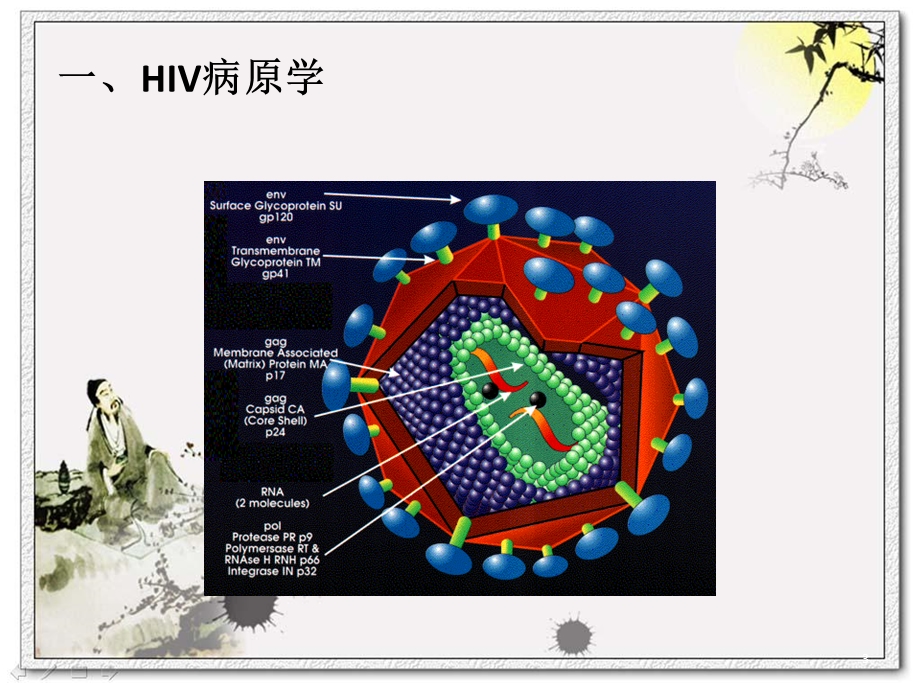 HIV病原学与实验室生物安全.ppt_第3页