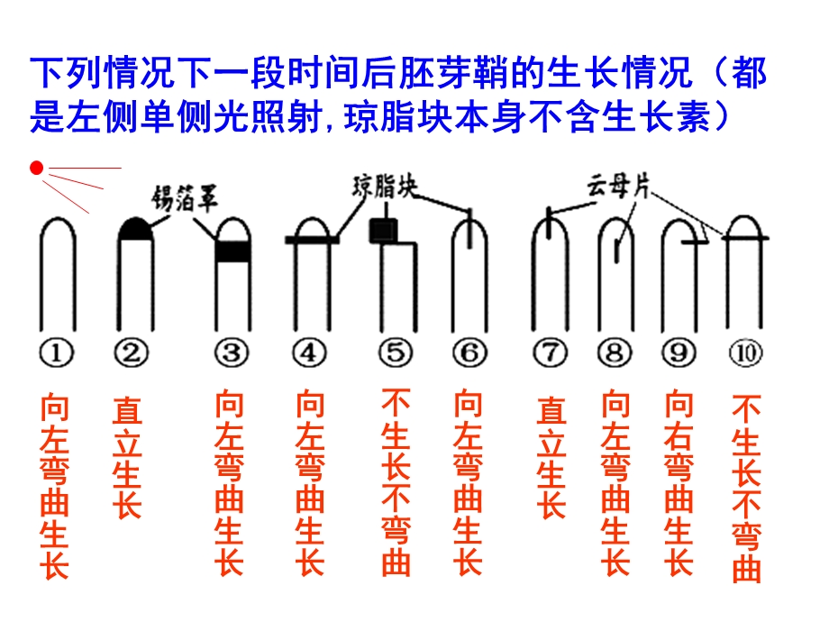 《生长素的生理作用》PPT课件.ppt_第1页