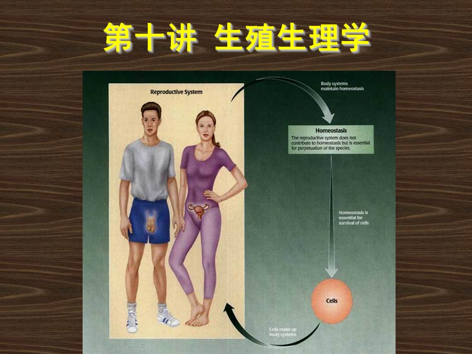 《生殖生理学》PPT课件.ppt_第1页