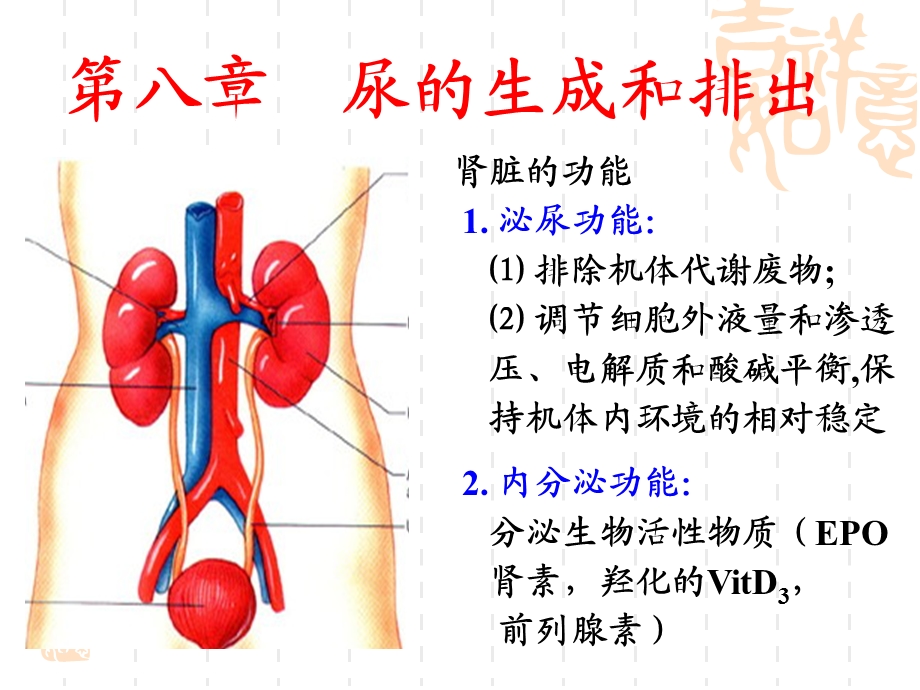 生理第8章尿的生成和排出.ppt_第1页