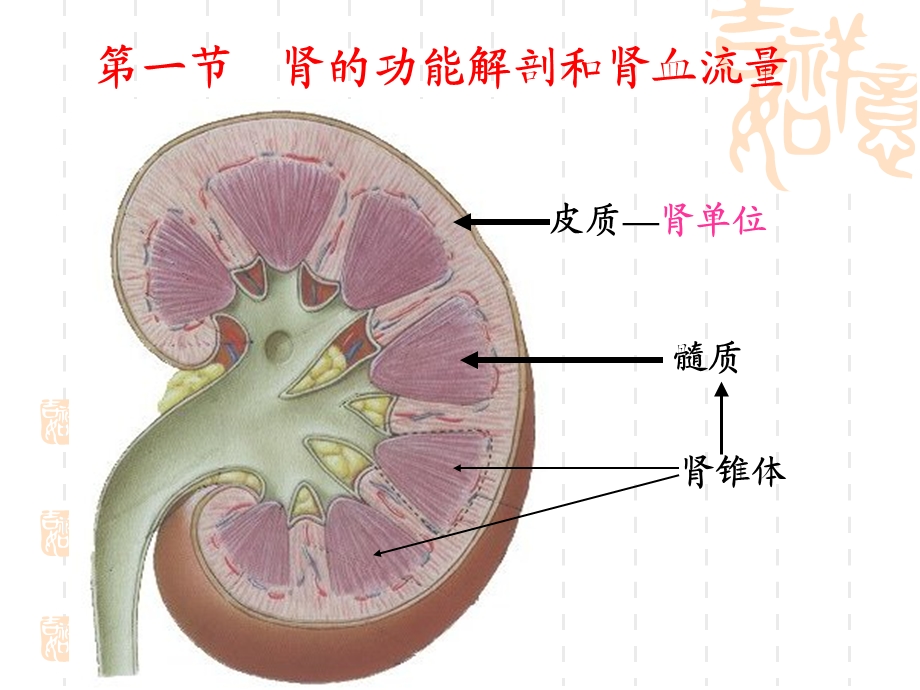 生理第8章尿的生成和排出.ppt_第3页