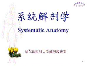 绪论和骨学杨.ppt