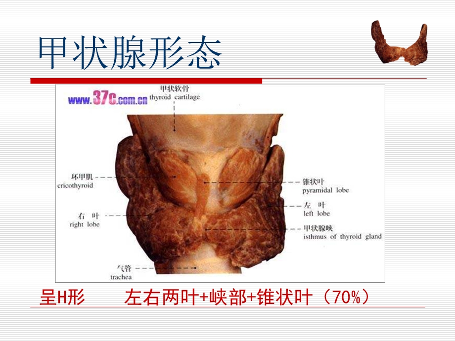 《甲状腺肿瘤的护理》PPT课件.ppt_第2页