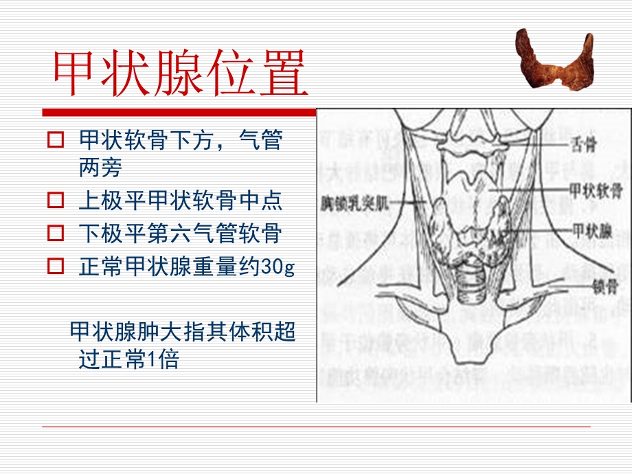 《甲状腺肿瘤的护理》PPT课件.ppt_第3页