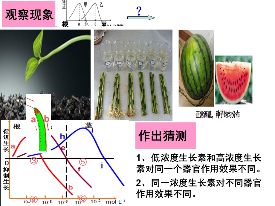 《生长素的两重性》PPT课件.ppt_第3页