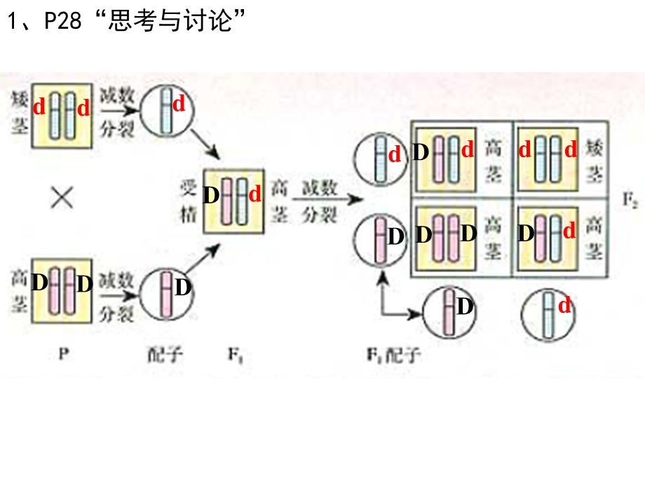 fx基因在染色体上.ppt_第3页