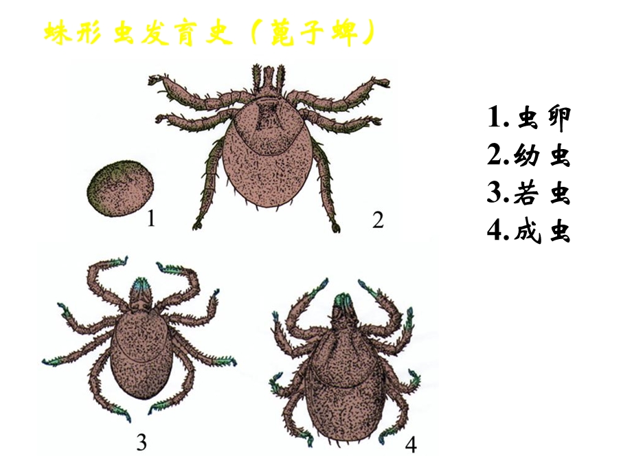 《外寄生虫蜱及蜱病》PPT课件.ppt_第3页