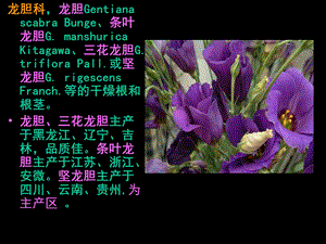 《根和根茎类》PPT课件.ppt