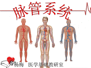 《脉管系统静脉》PPT课件.ppt