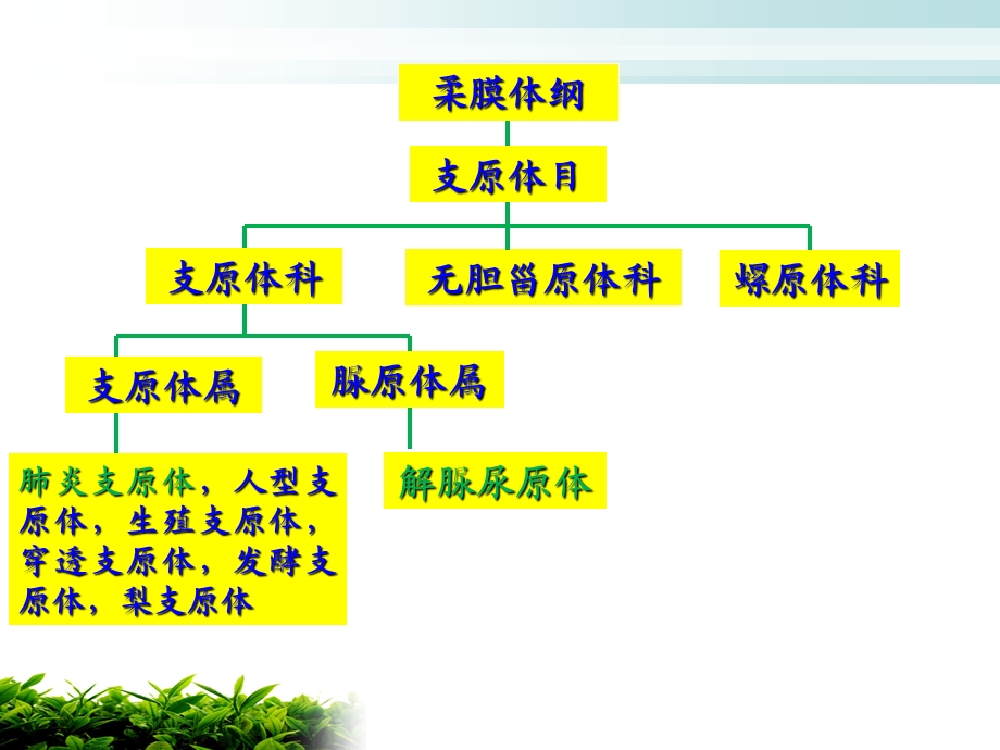 《支原体及衣原体》PPT课件.ppt_第3页