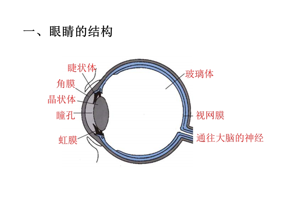 《眼睛成像原理》PPT课件.ppt_第2页