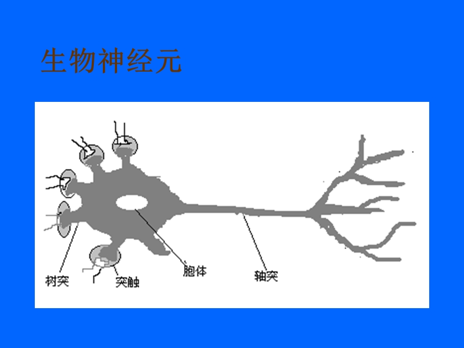 《生物神经元》PPT课件.ppt_第1页