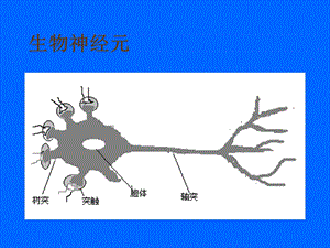 《生物神经元》PPT课件.ppt