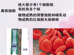 人教版必修一细胞核系统的控制中心课件(19张)PPT课件文档资料.ppt