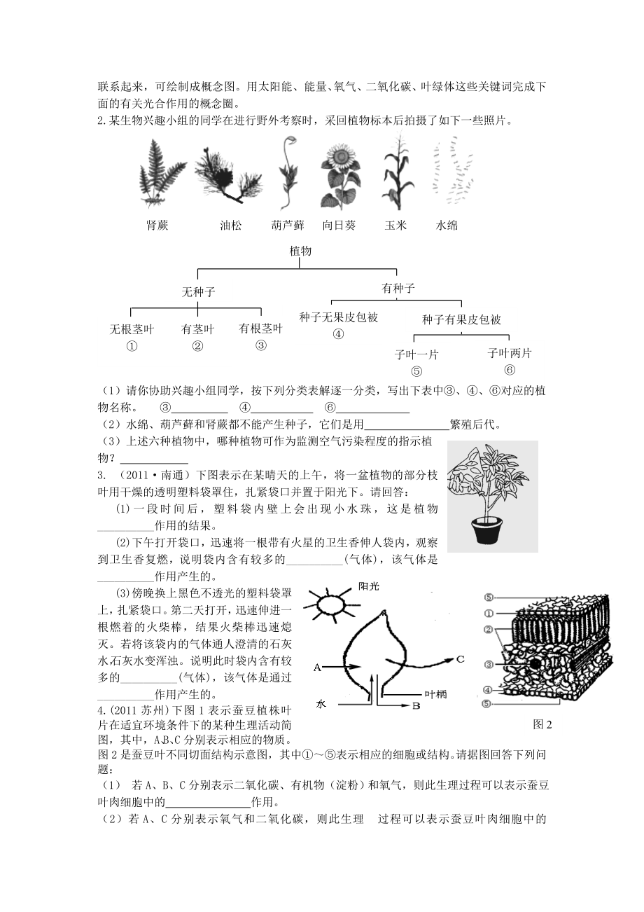 最新生物圈中的绿色植物练习题汇编.doc_第3页