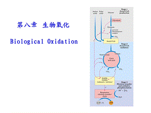 第八章生物氧化BiologicalOxidation名师编辑PPT课件.ppt