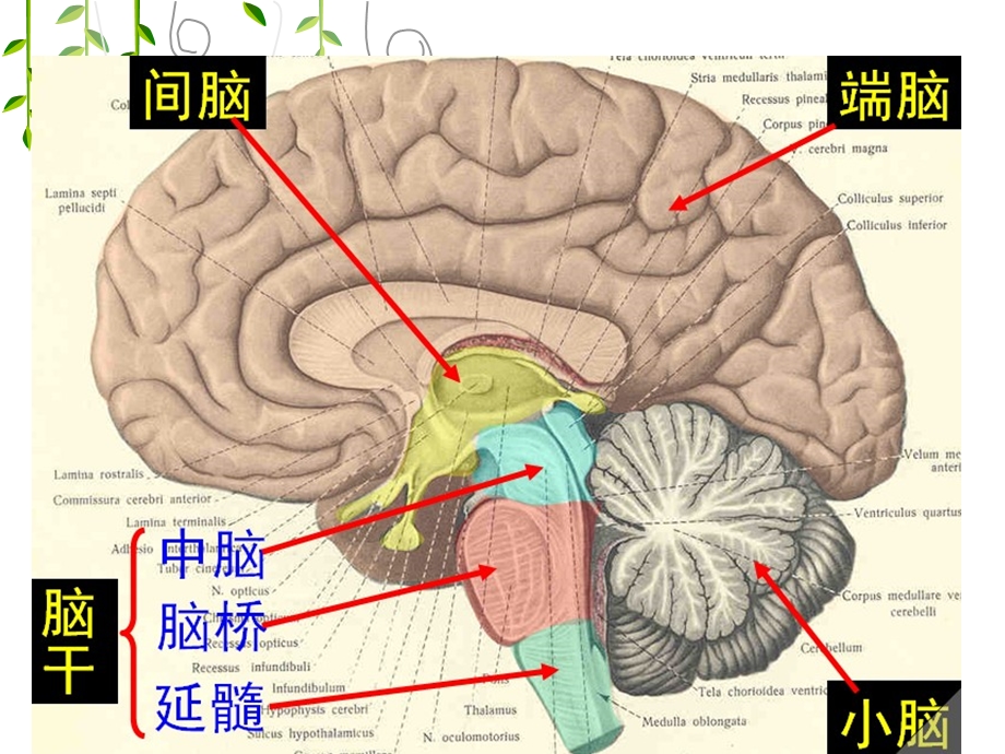 脑血管供血p文档资料.ppt_第2页