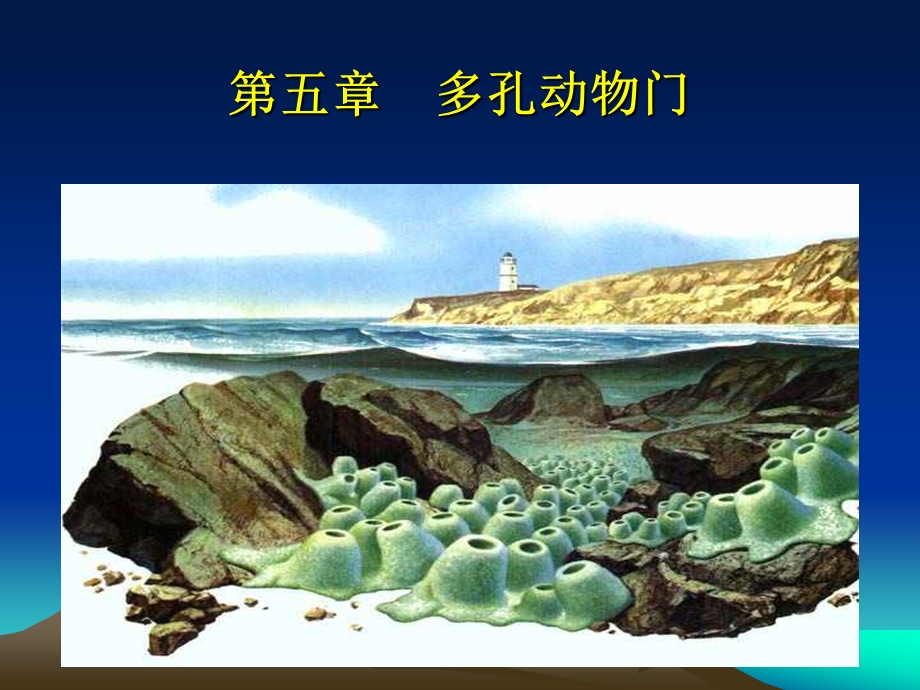 医学课件第五多孔动物门.ppt_第1页