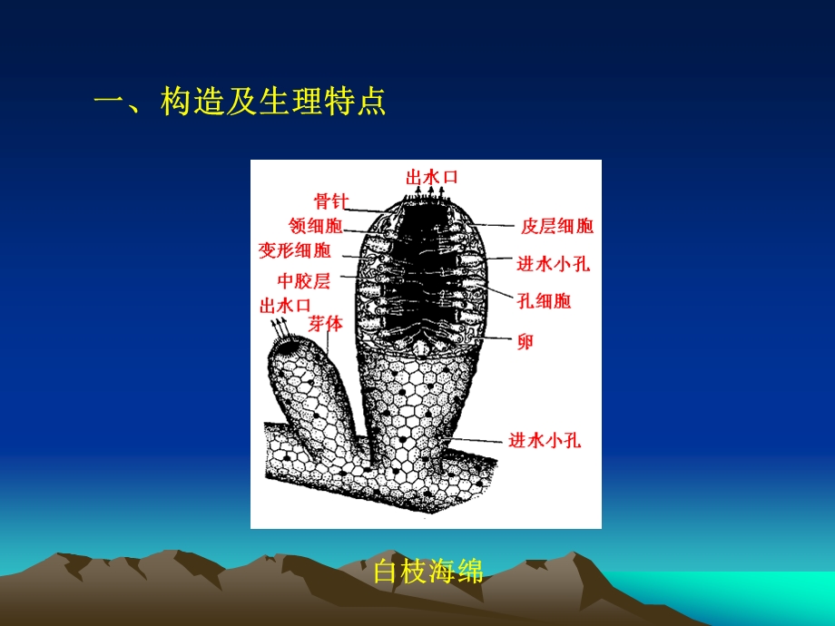 医学课件第五多孔动物门.ppt_第3页