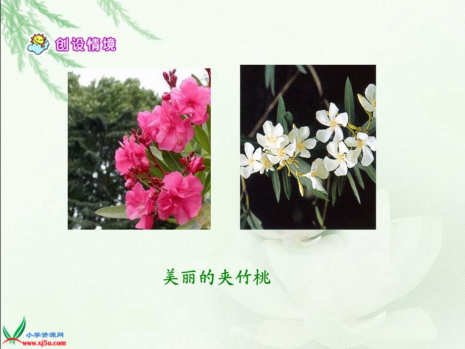 19夹竹桃[精选文档].ppt_第2页