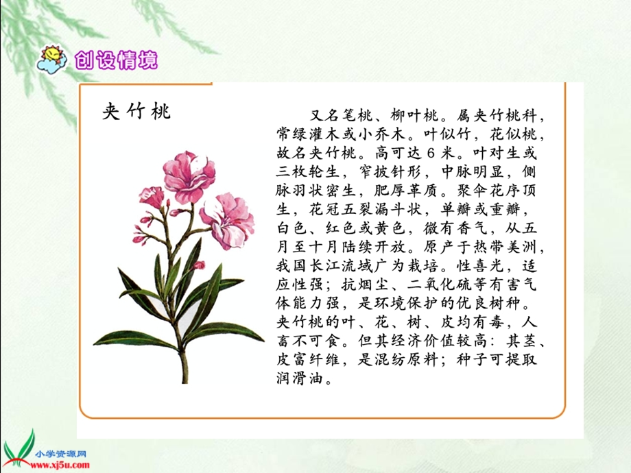 19夹竹桃[精选文档].ppt_第3页