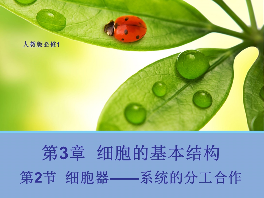 【生物】32细胞器系统内的分工合作课件1.ppt_第1页