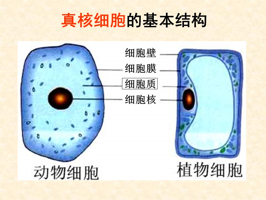 【生物】32细胞器系统内的分工合作课件1.ppt_第2页