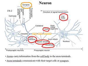 Action potentialnerve conduction动作电位与神经传导文档资料.ppt