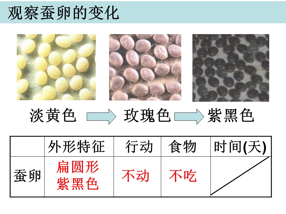 三年级下册科学课件2.5蚕的生命周期 教科版(共14张PPT).ppt_第3页