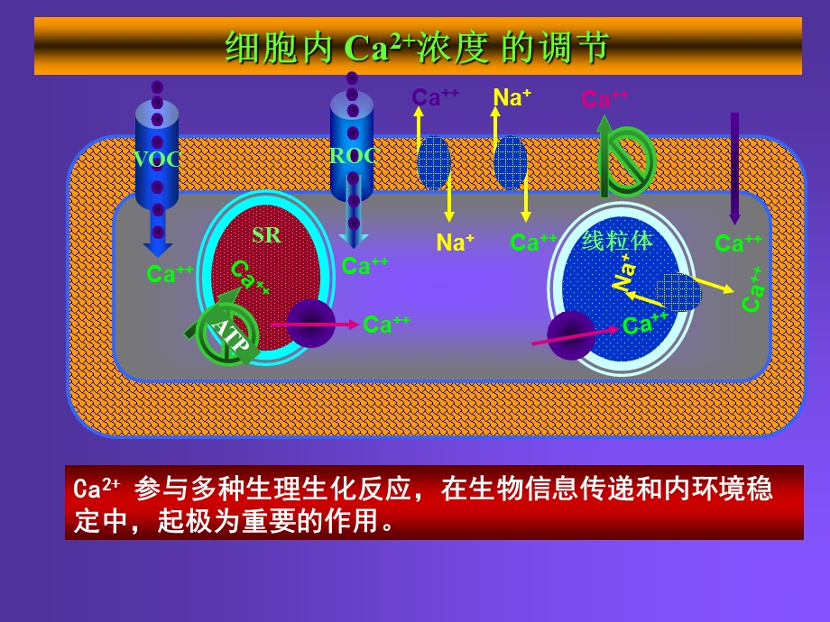 Pharmacology Chapter 21颜光美药理学 钙通道阻滞药文档资料.ppt_第1页