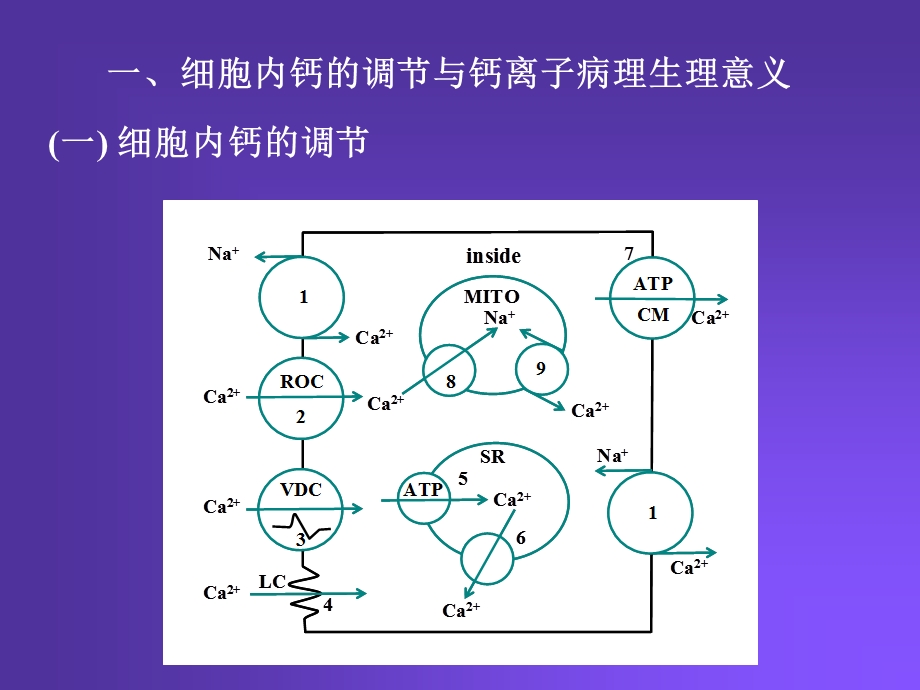 Pharmacology Chapter 21颜光美药理学 钙通道阻滞药文档资料.ppt_第3页