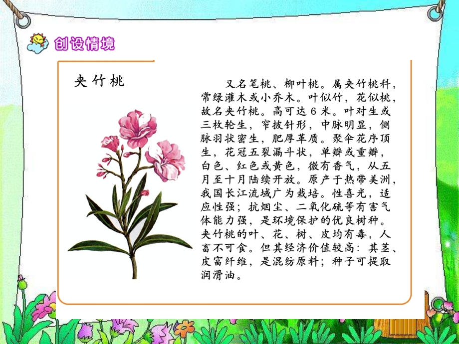 19夹竹桃(6)[精选文档].ppt_第3页