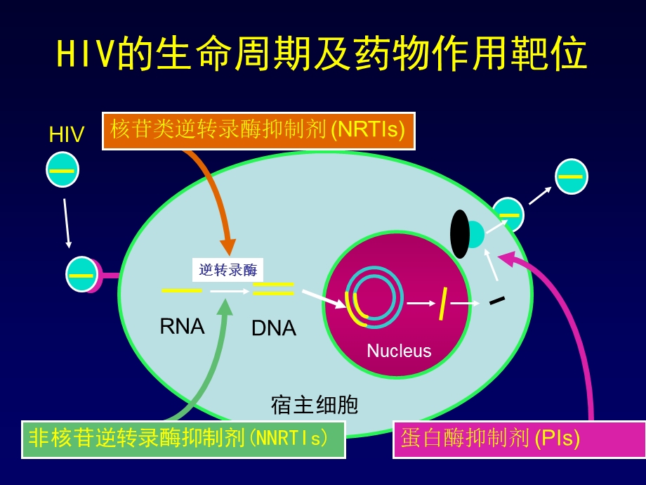 HIV耐药性毒株检测方法和应用PPT文档.ppt_第2页