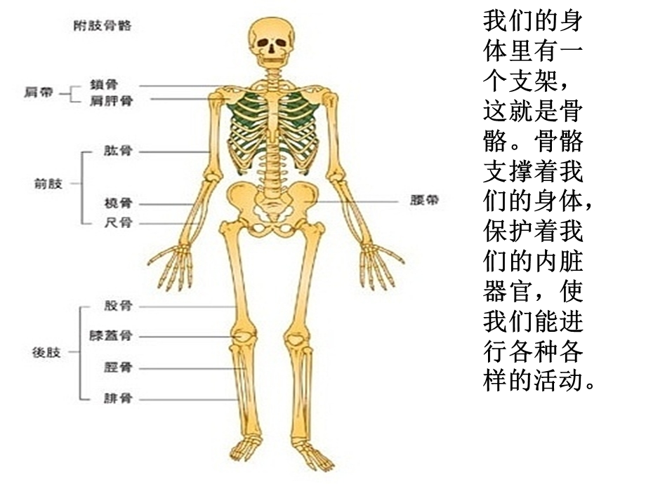 《骨骼关节和肌肉》.ppt_第3页